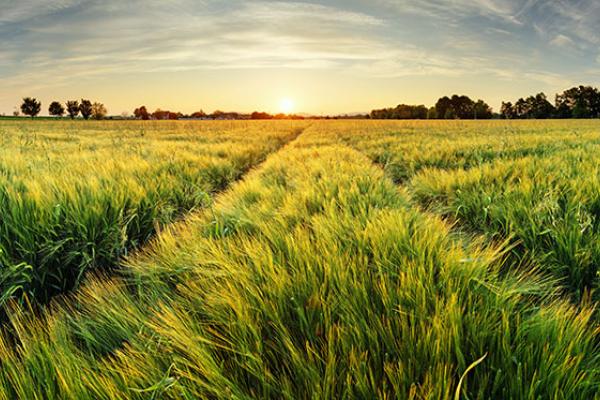 Adobestock_PEPP_launch